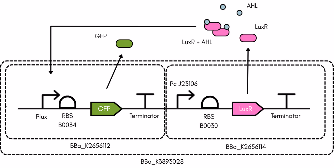SBOL Schematic of the device